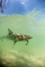 Reefshark-on-fly---Mudwater-(Stephan-Dombaj-2011).jpg
