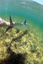 Swimming-with-a-Tarpon-(Stephan-Dombaj-2011).jpg