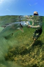 Tarpon-Release-(Stephan-Dombaj-2011).jpg