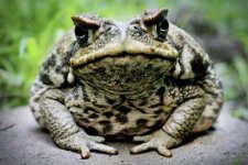 hallucinogenic-frog-1.jpg