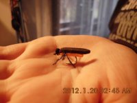 IMG_0006.JPG