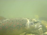 IMG_1172.jpg