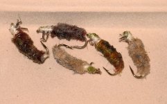 cased caddis 2.JPG