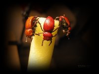 IMG_6054.jpg