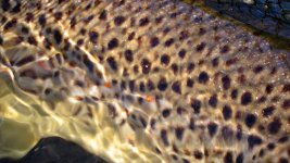 IMG_3204web.jpg