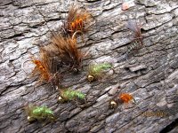 Caddis fly family.jpg