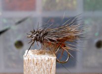 D.Caddis.jpg