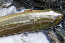 IMG_0768.jpg