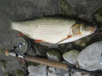 IMG_0775.jpg