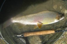 IMG_0801.jpg
