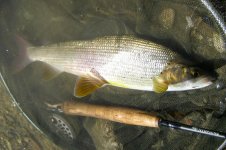 IMG_0802.jpg
