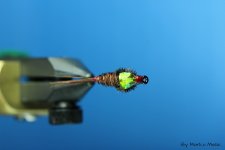 Fazanov rep - top view..jpg