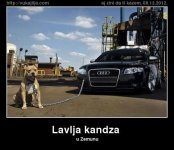 lavlja-kandza.jpg