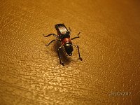 IMG_7827.jpg