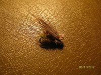 IMG_7526.jpg