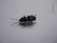 IMG_7986.jpg