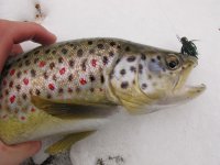 pastrmka-jigfly-moravica.jpg