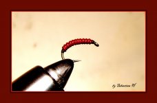 lead bloodworm.jpg