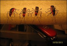 IMG_9081.jpg