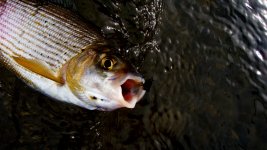 on cdc emerger.jpg