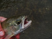 cdc mayfly.jpg
