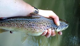 IMG_20130616_165645.jpg