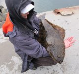 halibut-goci.jpg