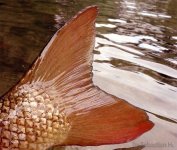 barbus tail.jpg