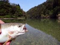 dry fly.jpg