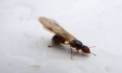 flying_ants.jpg