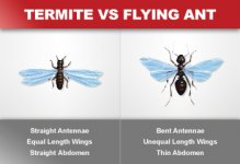 termite-vs-flying-ant.jpg