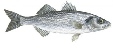 seabass.jpg