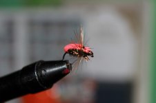IMG_8486.JPG