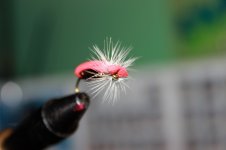 IMG_8483.JPG