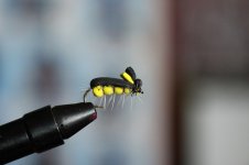 IMG_9910.JPG