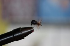 IMG_9942.JPG
