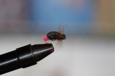 IMG_9939.JPG