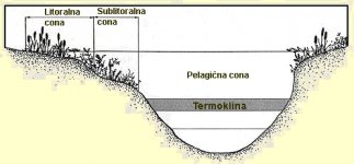 Cone jezerskoga ekosistema.jpg