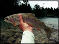 the day of dry flies.jpg