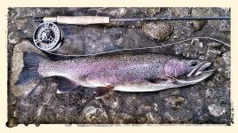 big rainbow trout 60cm.jpg
