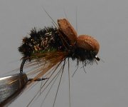 beetle.JPG