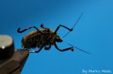 Chub beatle,under view..JPG