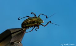 Chub beatle,top view..JPG