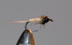 catgut nymph.jpg
