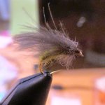 Caddis 2.jpg