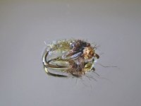 caddis larva.jpg