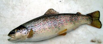JADRANSKA-linija-pastrmki.jpg