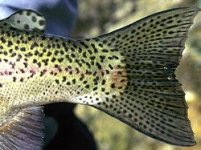 Rainbow-tail.jpg