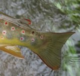 Brown-trout-tail.jpg