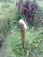 IMG_20150713_13216.jpg
